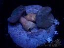 WYSIWYG Sarcophyton