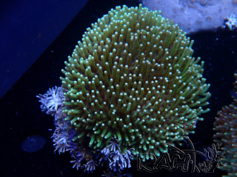 WYSIWYG Sarcophyton