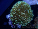 WYSIWYG Sarcophyton sp 3