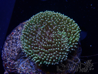 WYSIWYG Sarcophyton