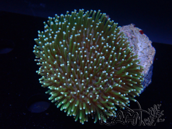 WYSIWYG Sarcophyton