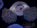 WYSIWYG Sarcophyton sp 29
