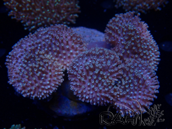 WYSIWYG Sarcophyton sp 17