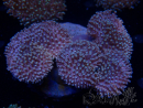 WYSIWYG Sarcophyton elegans Yellow ultra Fiji