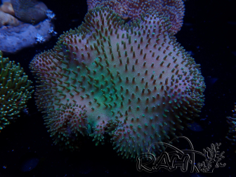 WYSIWYG Sarcophyton