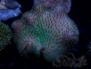 WYSIWYG Sarcophyton