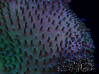 WYSIWYG Sarcophyton sp 9