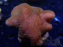 WYSIWYG Sarcophyton