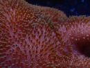WYSIWYG Sarcophyton