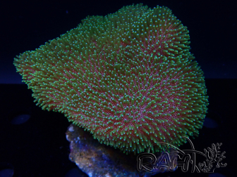 WYSIWYG Sarcophyton