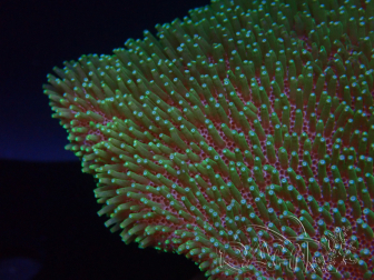 WYSIWYG Sarcophyton