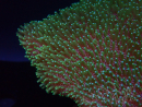 WYSIWYG Sarcophyton