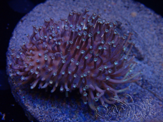 WYSIWYG Sarcophyton sp 20