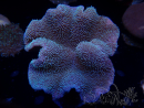 WYSIWYG Sarcophyton