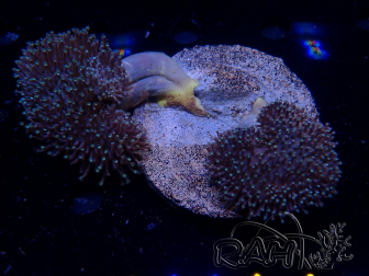 WYSIWYG Sarcophyton sp 20