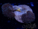 WYSIWYG Sarcophyton sp 20