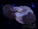 WYSIWYG Sarcophyton sp 25