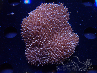 WYSIWYG Sarcophyton sp 26