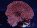 WYSIWYG Sarcophyton