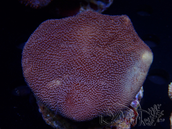 WYSIWYG Sarcophyton sp 51
