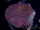 WYSIWYG Sarcophyton sp B