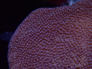 WYSIWYG Sarcophyton