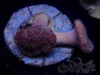 WYSIWYG Sarcophyton