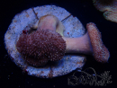WYSIWYG Sarcophyton sp C