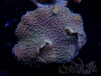 WYSIWYG Sarcophyton sp 53