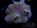 WYSIWYG Sarcophyton sp D