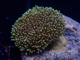 WYSIWYG Sarcophyton sp E