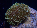 WYSIWYG Sarcophyton