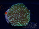 WYSIWYG Sarcophyton