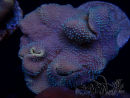 WYSIWYG Sarcophyton