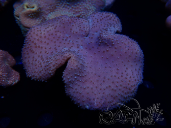 WYSIWYG Sarcophyton sp H