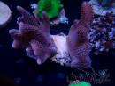 WYSIWYG Sarcophyton sp J