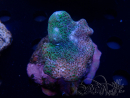 WYSIWYG Sarcophyton