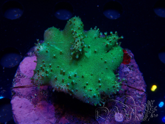 WYSIWYG Lobophyton sp 19