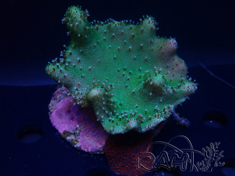 WYSIWYG Lobophyton