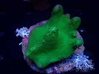 WYSIWYG Lobophyton