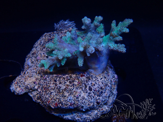 WYSIWYG Sinularia sp 1