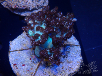 WYSIWYG Cladiella sp 12