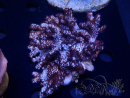 WYSIWYG Cladiella sp 15