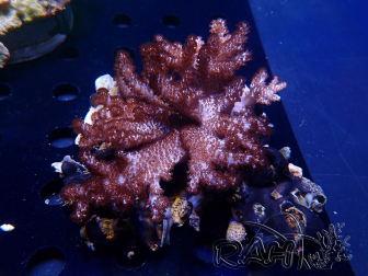 WYSIWYG Cladiella