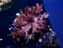 WYSIWYG Cladiella sp 30