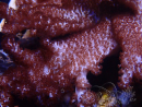 WYSIWYG Cladiella sp 30