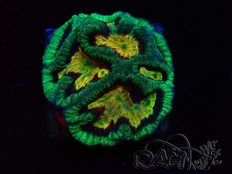 WYSIWYG - RAH Platygyra Gamora