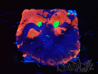 WYSIWYG Favites pentagona Warcoral