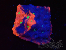 WYSIWYG Favites pentagona Warcoral