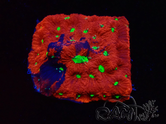 WYSIWYG Favites pentagona Warcoral 22I3